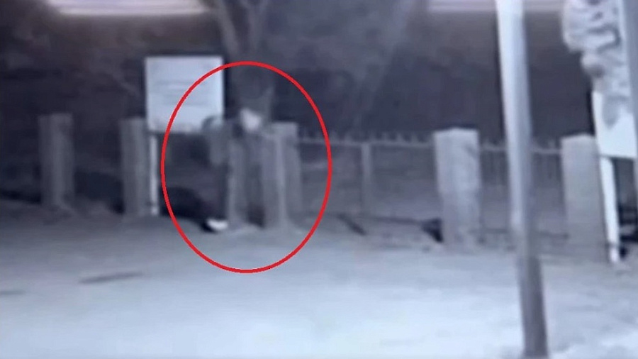 Суд избрал меру пресечения для анапчанина, подбросившего голову свиньи к мечети