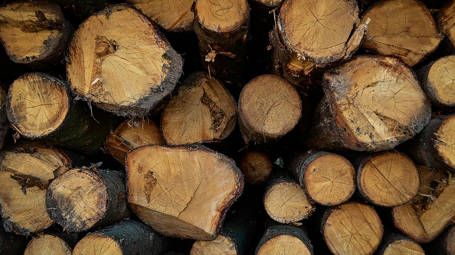 В Краснодарском крае банда браконьеров вырубила лес на 240 миллионов рублей