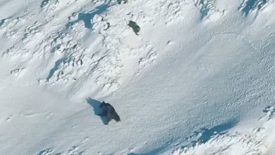 В Сочи в горах засняли на видео передвигающуюся по снежному склону медведицу с медвежатами 