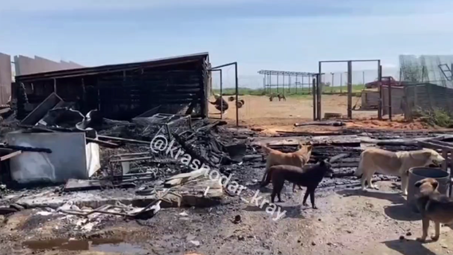 В Сочи при пожаре в собачьем приюте погибли 4 животных  