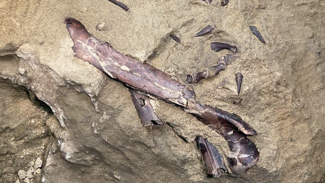 В России впервые нашли останки древнего динозавра теропода