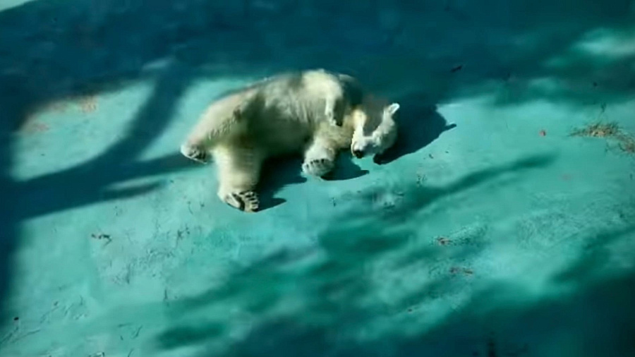 Катаются с горки и изучают посетителей: в «Сафари-Парке» Геленджика показали, как белые медвежата встречают приближающуюся весну