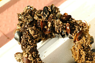 Расти, рыбка, большая! «Черномортранснефть» выпустила в реку Мзымта 232 тысячи мальков черноморского лосося