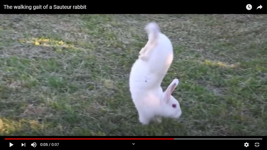 Неудачная селекция заставила кроликов бегать на передних лапах