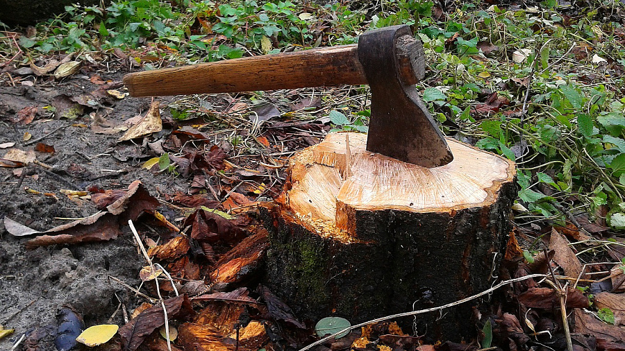 Предприниматель незаконно вырубил деревья на 5 млн рублей в Краснодарском крае