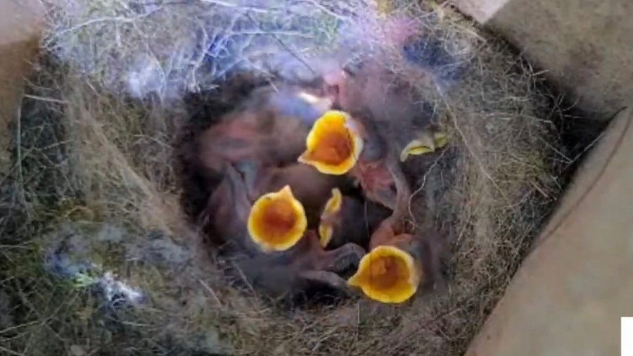 В Сочинском национальном парке ученые обнаружили трехдневных птенцов синицы
