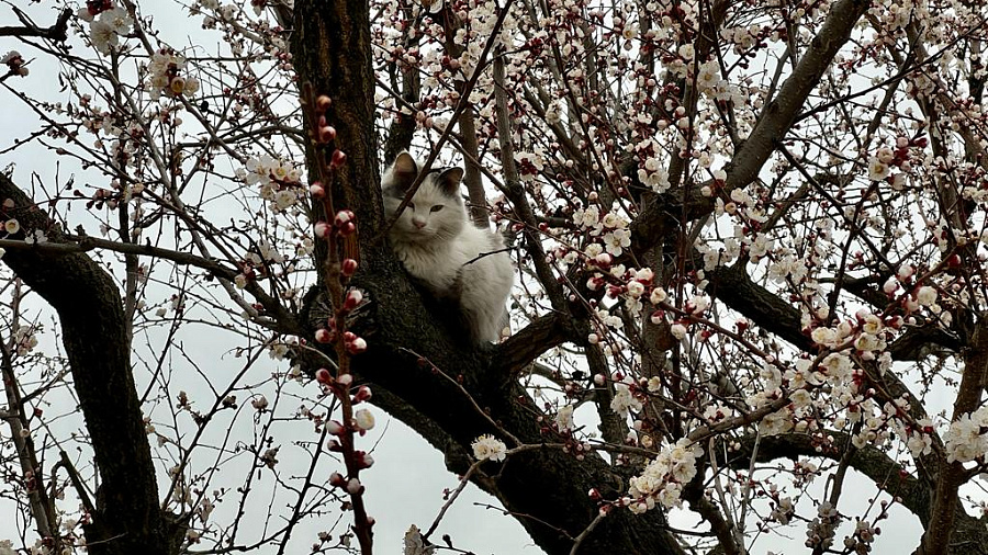 В Краснодаре и крае 20 марта прогнозируют погоду с дневным теплом до +16°С, вечерними дождями и ветром до 24 м/с