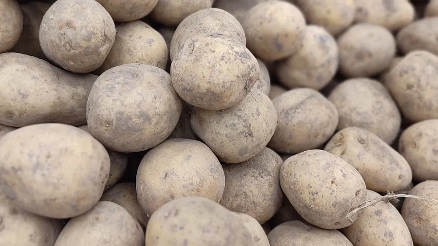 27 тонн картофеля с карантинной молью из Египта остановили в Новороссийске