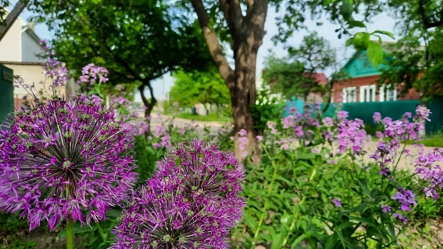 Правительство защитило дачников от потери земли за борщевик