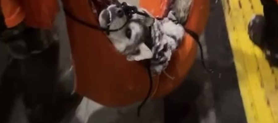 В Сочи спасли «волка», сбитого поездом