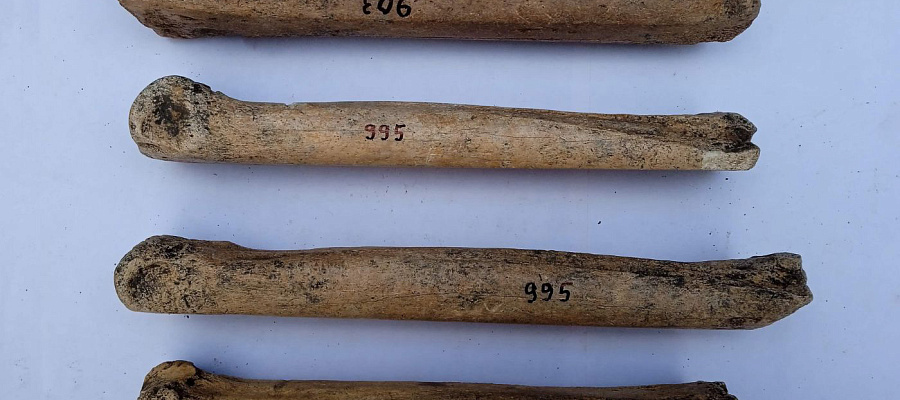 На Таманском полуострове обнаружили античные «коньки»