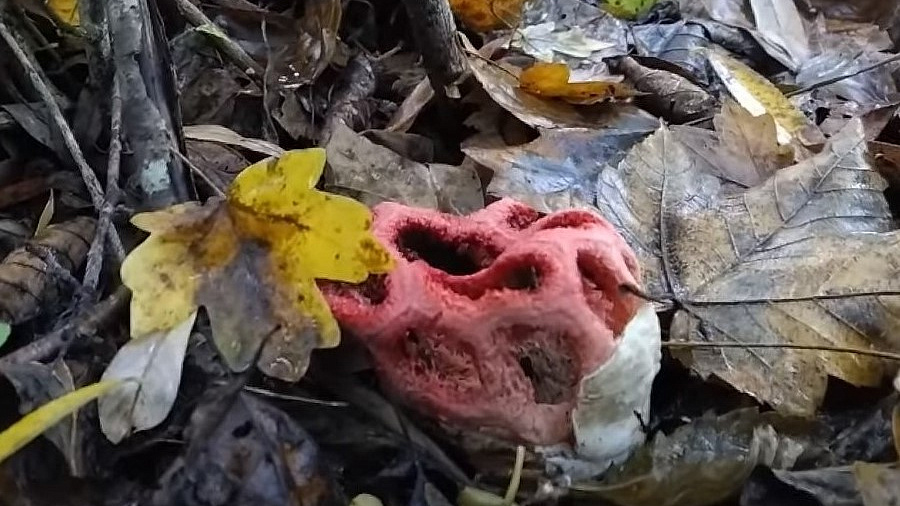 Редкий ядовитый гриб стал массово разрастаться в Сочи