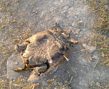 Сбросил с 40-метровой скалы: в Крыму мужчина выкинул из «Ласточкиного гнезда» кошку Мусю 