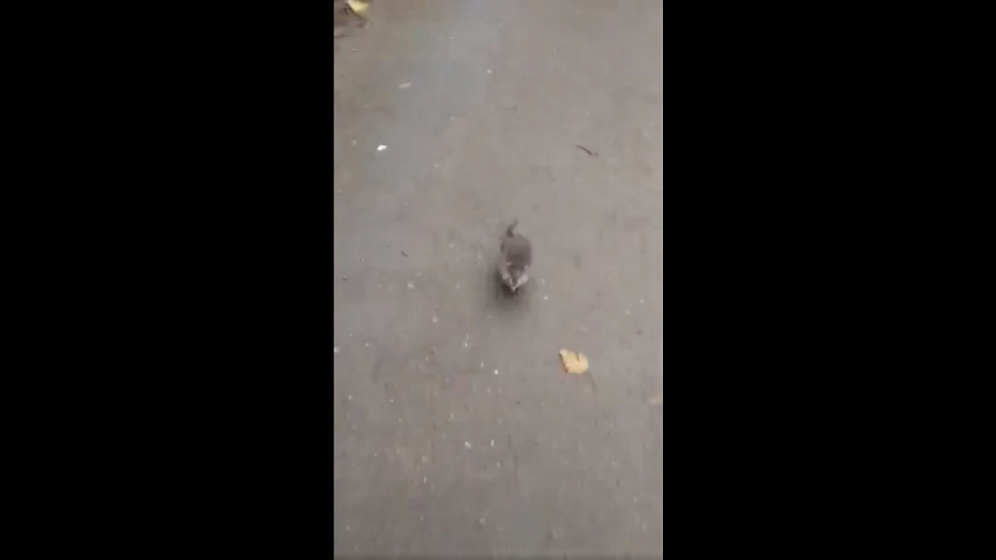 Зверское нападение толстой крысы на человека сняли на видео под Краснодаром