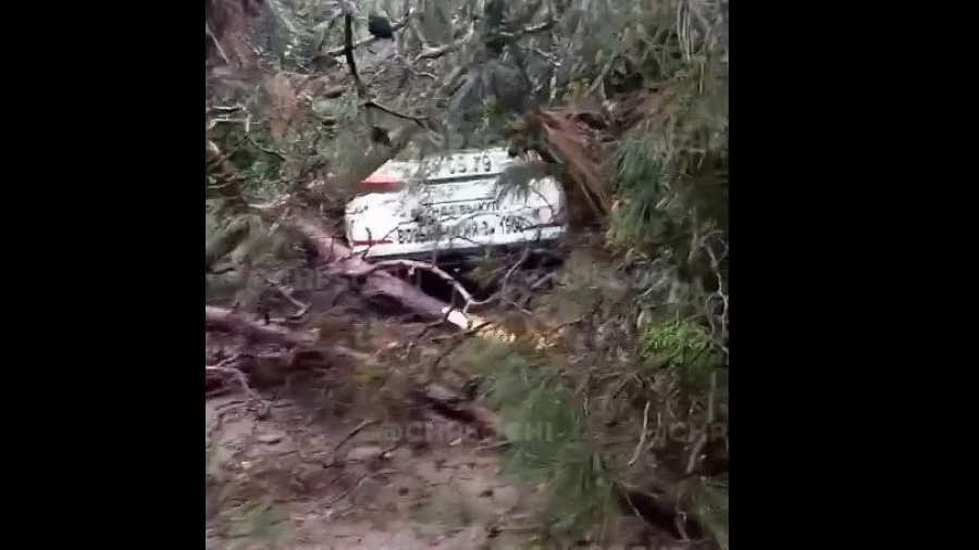 В Сочи огромное дерево рухнуло на припаркованный автомобиль