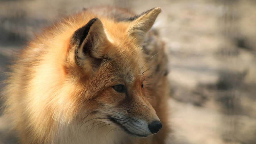 Видео: в Новороссийск пришли голодные лисы