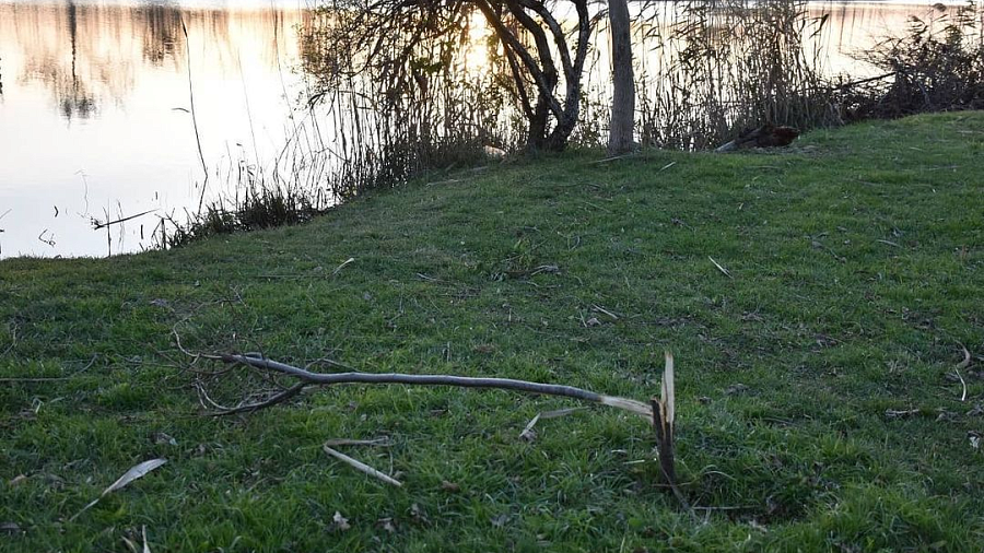 В Темрюкском районе вандалы уничтожили деревья в «Саду памяти»