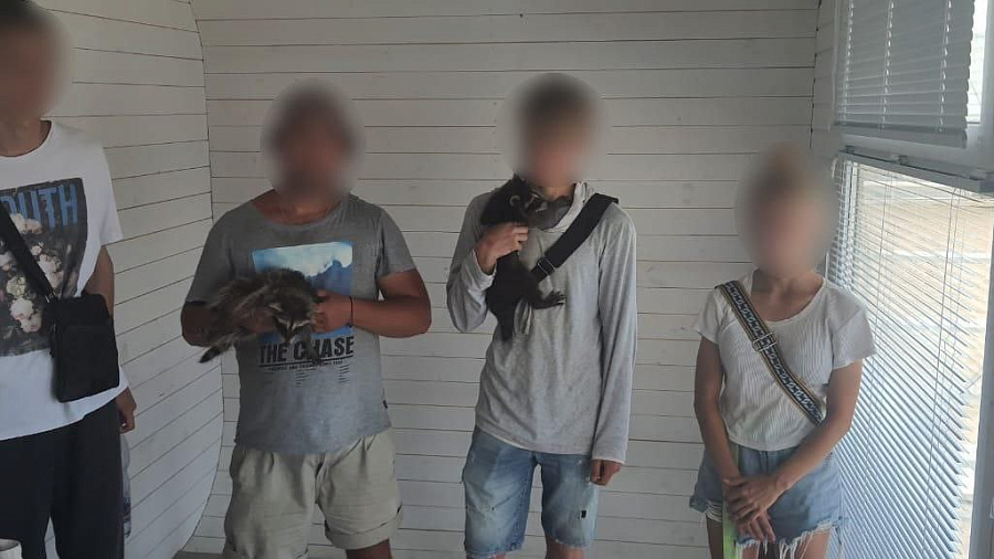 В Анапе сотрудники полиции задержали фотографов-живодеров с 3 енотами
