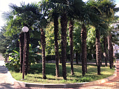 Сочи признают курортом федерального значения