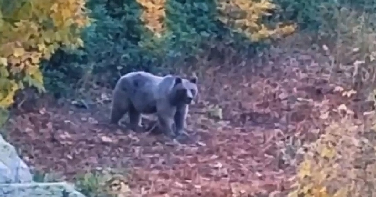 Медвежонок из осетии. Медведи в Сочи в горах. Медведи на красной Поляне. Медведь Краснодарского края. Поляна с медведем.