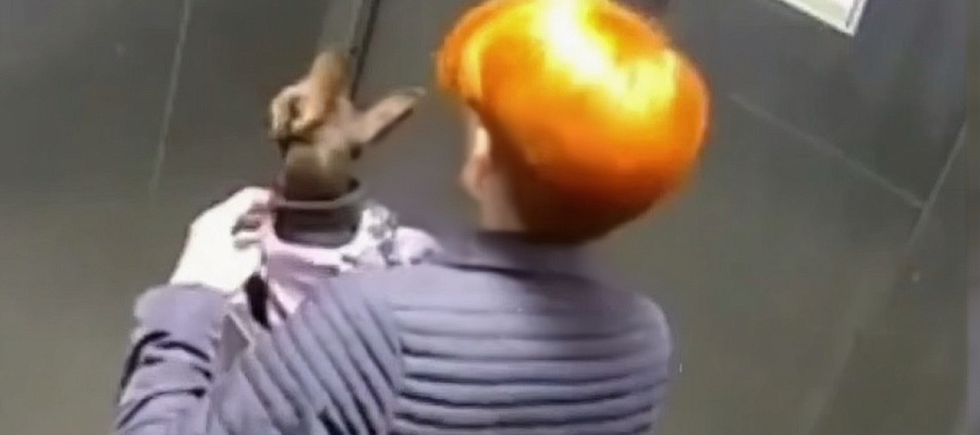 В Краснодаре лифт с женщиной и собакой внутри сорвался с 6 этажа