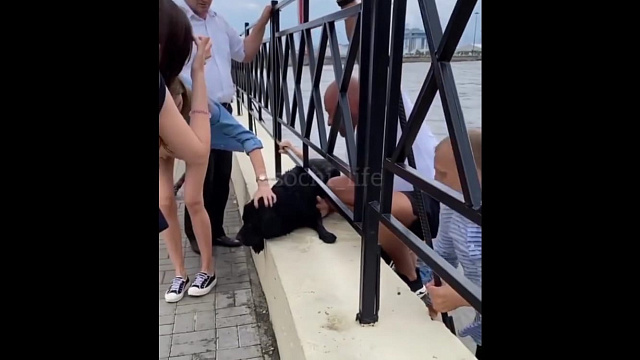 В Сочи мужчины спасли собаку, попавшую в бурную реку (ВИДЕО)