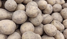 27 тонн картофеля с карантинной молью из Египта остановили в Новороссийске