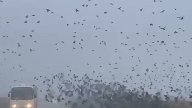 На Кубани водители сняли на видео редкий танец тысячи птиц
