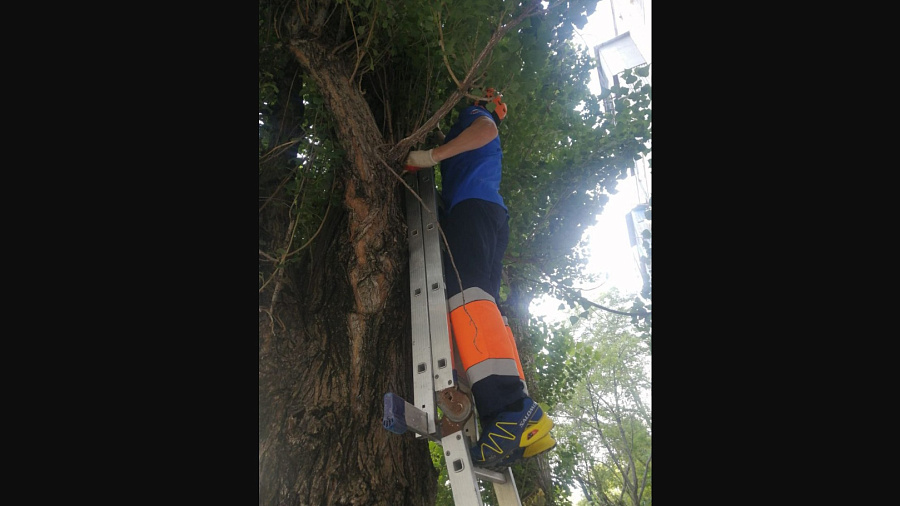 В Новороссийске спасатели сняли с ветки кота, сутки просидевшего на дереве