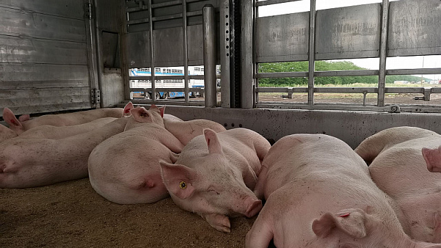 В Краснодарском крае уничтожат тысячи свиней из-за вспышки африканской чумы
