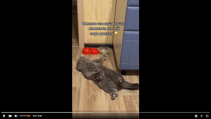 Голодная кошка, выпрашивающая еду рядом с пустой миской, рассмешила Сеть