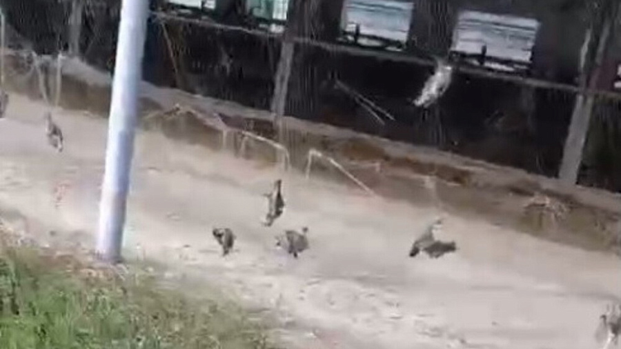 Прокуратура проверяет ферму в Кореновском районе после массовой гибели птиц