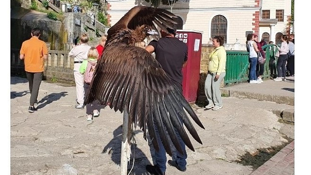 Россиянин пожаловался на бизнесменов Абхазии, эксплуатирующих бедных зверюшек 