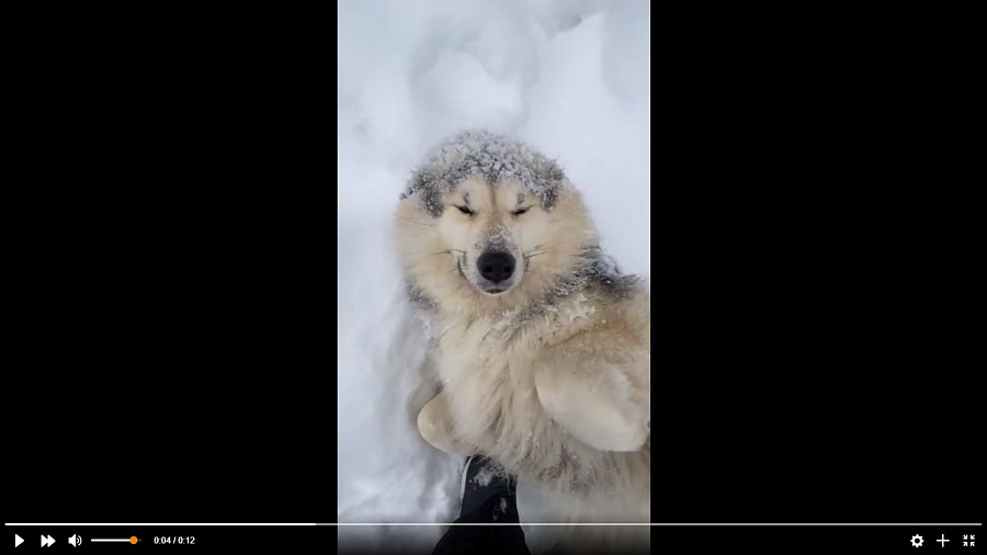 Собака, наслаждающаяся снегопадом, умилила пользователей соцсетей