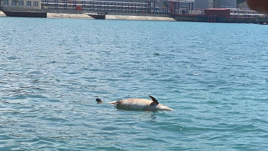 В Новороссийске труп дельфина плавает в море неподалеку от пляжа 