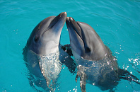 Глава Росприроднадзора рассказала, что может являться причиной массовой гибели дельфинов в Черном море у берегов Кубани