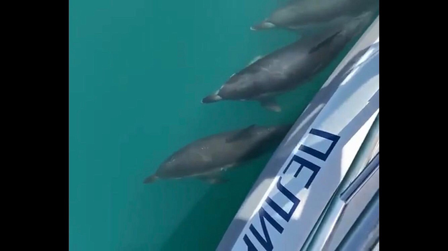 Танец дельфинов, сопровождающих яхту, восхитил туристов (ВИДЕО)