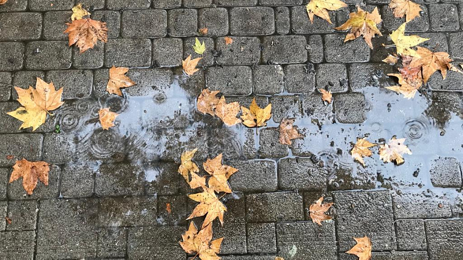 В Краснодаре и крае в начале недели ожидается неустойчивая погода с дождём, мокрым снегом в горах и порывами ветра до 24 м/с