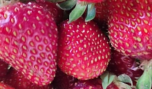 В Новороссийске уничтожили 9 тонн клубники из Египта из-за опасной мухи