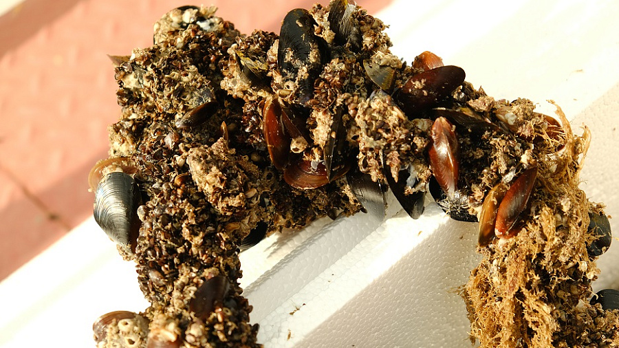 Устричный дозор. Моллюски и водоросли помогут проследить за чистотой новороссийской бухты