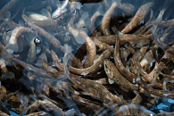 АО «Черномортранснефть» выпустило мальков лосося в бассейн Черного моря 