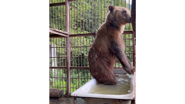 В Сочи бурый медведь Винни, принимающий ванну в жаркую погоду, позабавил пользователей Сети
