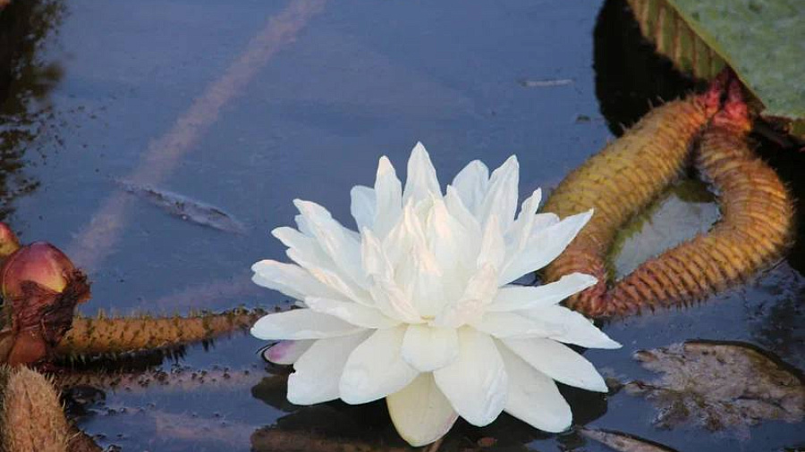 Сочинские ученые показали уникальное цветение белой кувшинки Виктории