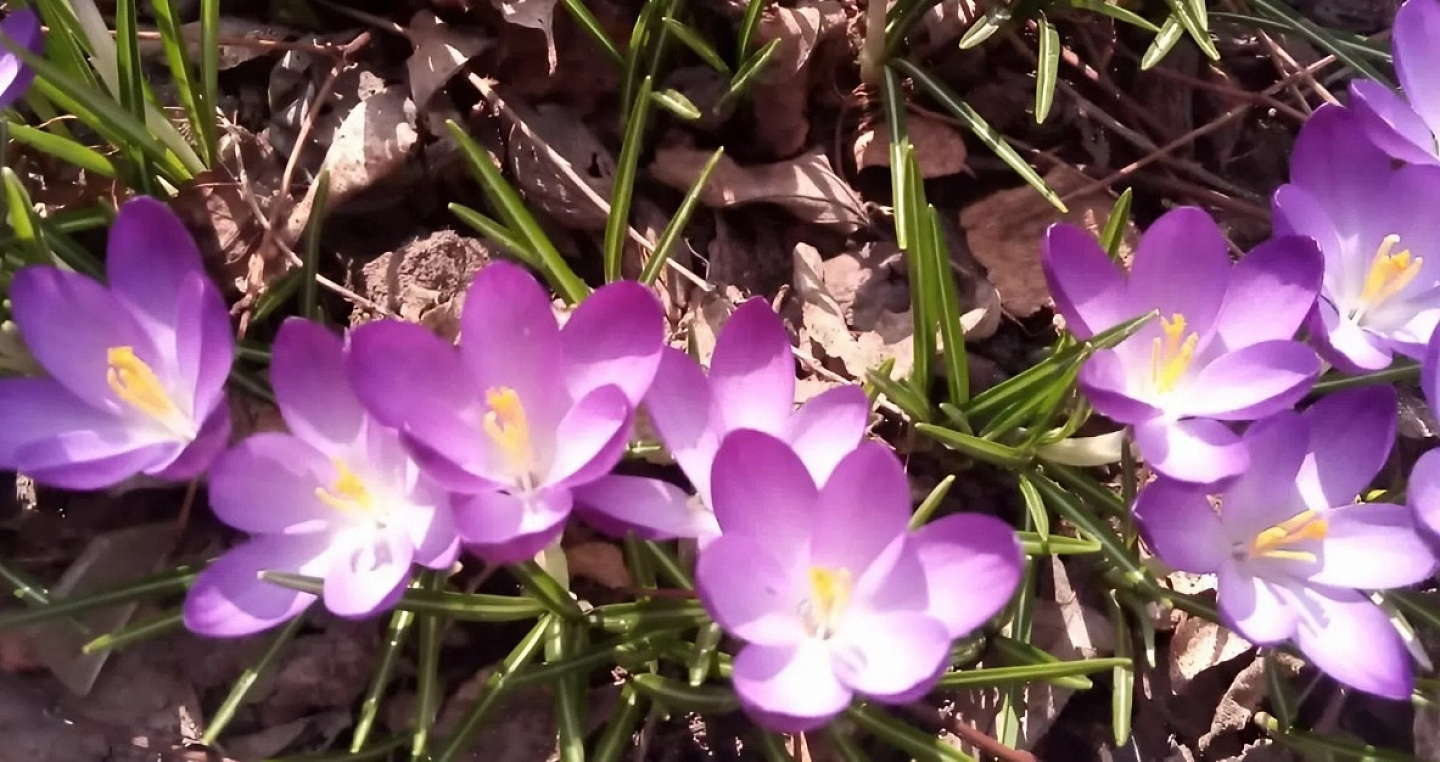 Температура на две недели обгонит календарь на Кубани