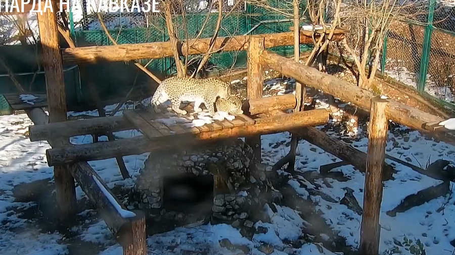В Нацпарке Сочи отказавшаяся от котенка трехлапая леопардесса Олимпия вновь забеременела