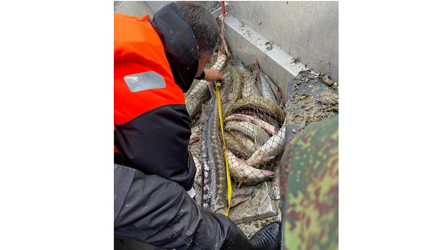 В Краснодарском крае за добычу русского осетра из Азовского моря на браконьеров завели уголовное дело