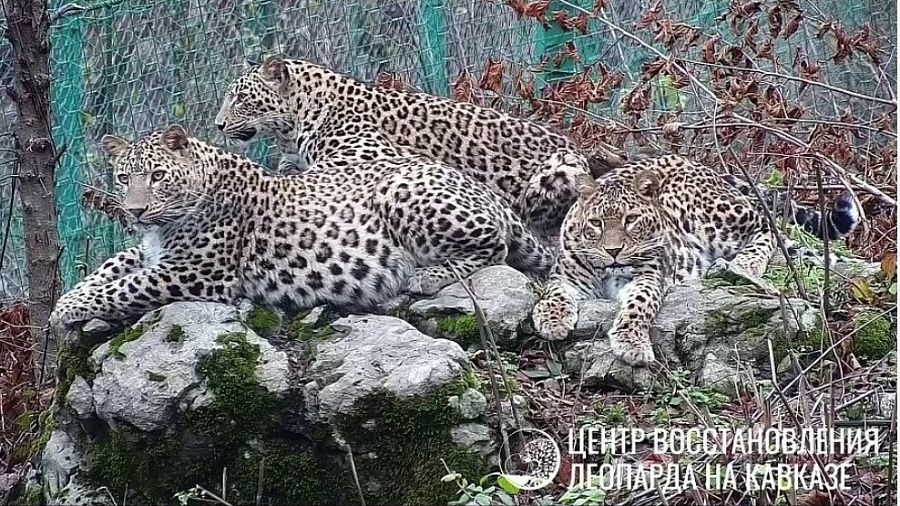 Убийство леопарда Терека в Сочи привело к обращению экологов в Генпрокуратуру