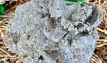 Волонтеры нашли пальмовое масло на берегу Черного моря на Кубани