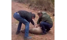 Дикий олень устроил «шопинг» в ТЦ Сочи