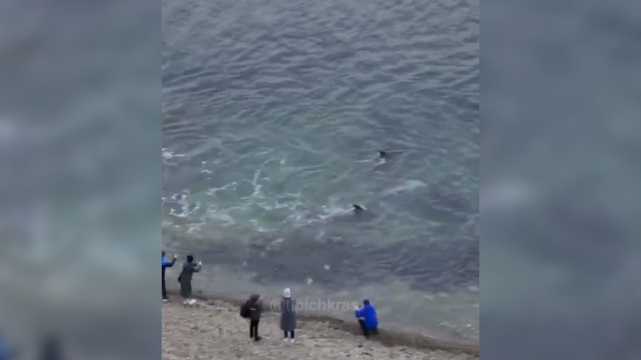 Очевидцы засняли «знатную охоту» дельфинов у берегов Анапы